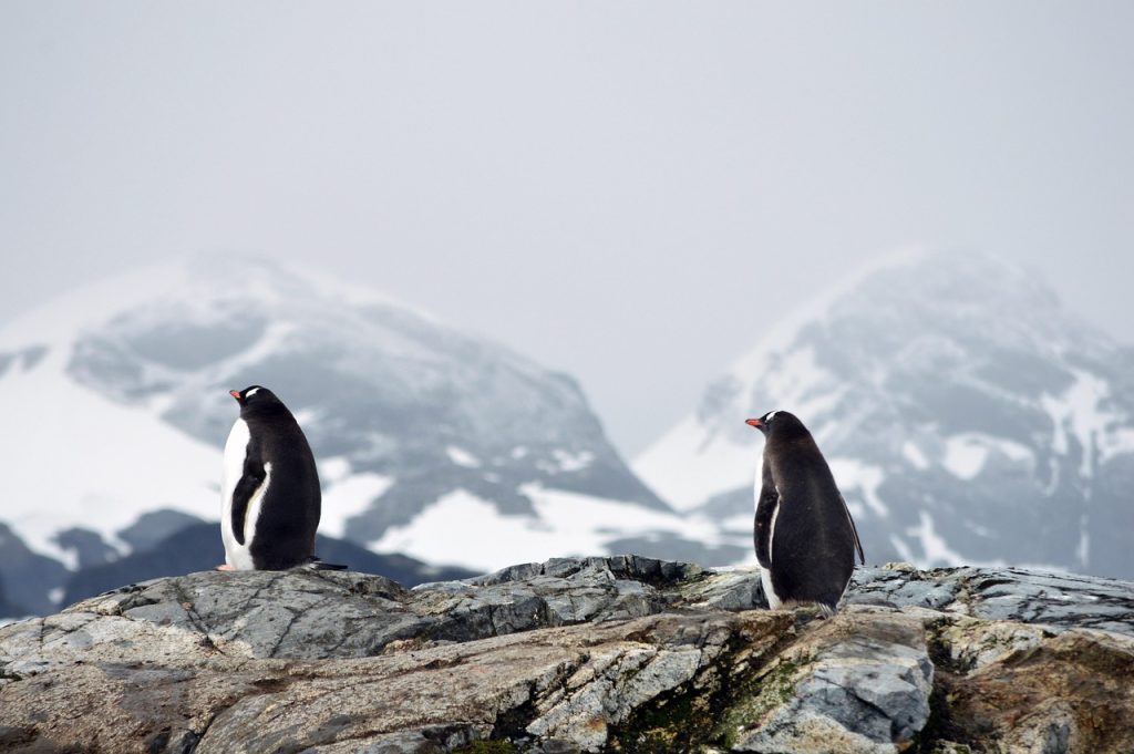penguins, mountains, snow, ice, cold, polar, animals, antarctica, landscape, cute, fauna, nature, earth day