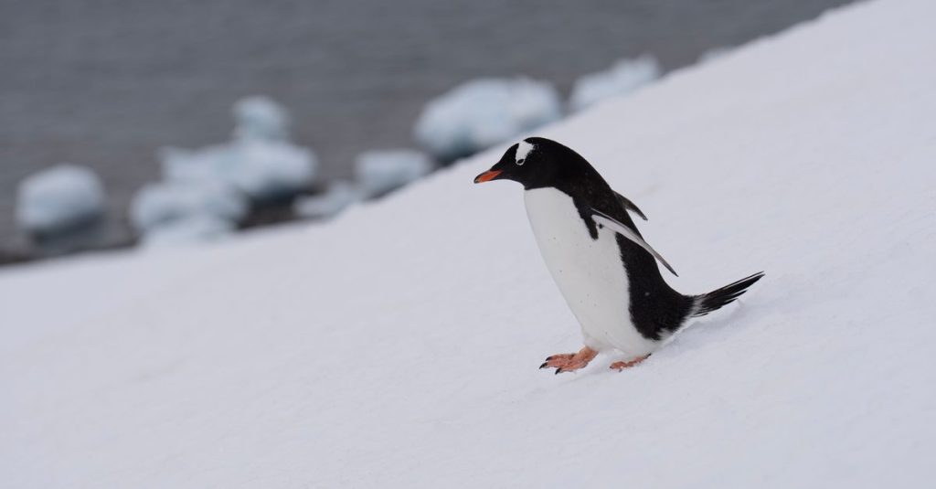 Antarctica Cruise. A Gentoo penguin walks down a snowy slope with icy ocean in the background.